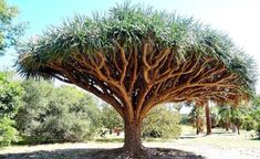 a large tree that is standing in the dirt