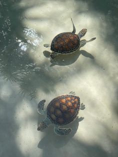 two turtles swimming in the water together