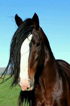 a brown and white horse standing on top of a lush green field next to a blue sky