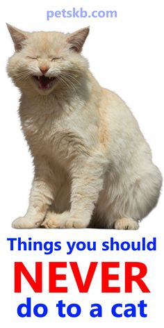 a white cat sitting on top of a sign that says things you should never do to a cat