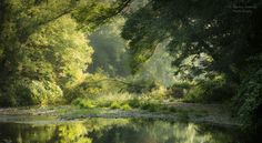 the sun shines through the trees and over the water in this forest scene with calm waters