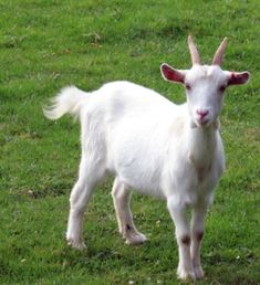 a white goat standing on top of a lush green field