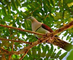 a bird perched on top of a tree branch