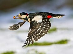 a bird flying through the air with it's wings spread out and its beak open