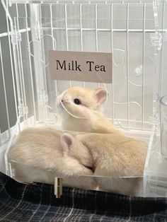 two small animals in a cage with a sign that says milk tea on it's side