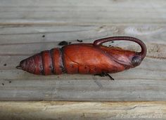 a close up of a bug on a wooden surface