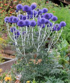 purple flowers are growing in the garden