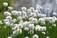 some white flowers are growing in the grass