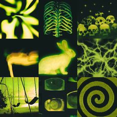 a collage of images with different types of animals and things that are neon green