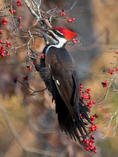 a bird perched on top of a tree filled with red berries