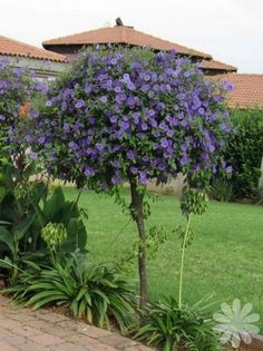 purple flowers are blooming in the garden next to some trees and shrubs on a brick walkway