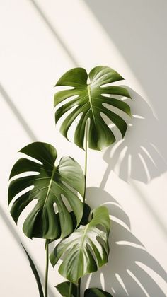 Monstera Plant Aesthetic, Aesthetic Green Background, Wall Shadow, Minimalist Iphone Wallpaper, Zen Aesthetic, Wallpaper Leaf, Shadow Plants, Monkey Pattern, Plant Background