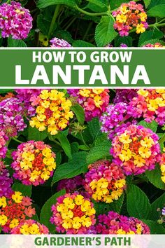 colorful flowers with the title how to grow lantana gardener's path on it