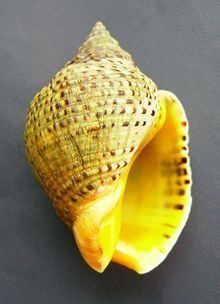 a yellow sea shell on a black surface