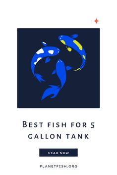 the best fish for 5 gallon tank is shown in blue and yellow with an image of two