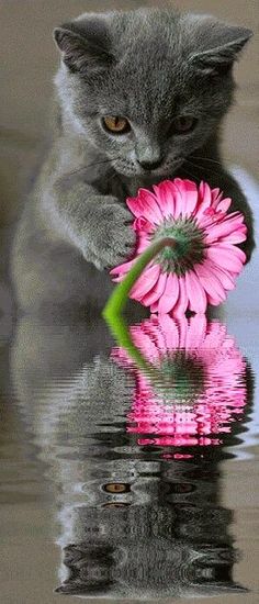 a gray cat holding a pink flower in its mouth with the caption you're beautiful