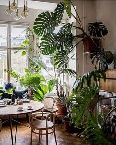 a dining room table surrounded by potted plants and greenery in front of a window