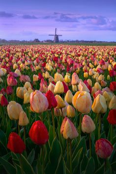 a field full of red and yellow tulips with a windmill in the background