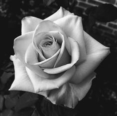 a black and white photo of a rose