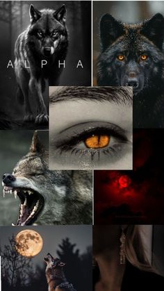 a collage of photos with wolfs and orange eyes