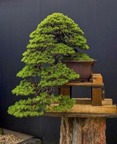 a bonsai tree sitting on top of a wooden stump