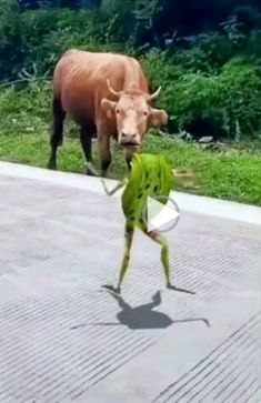 two cows are walking down the street and one is holding a frisbee