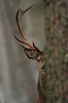 a deer with large antlers standing next to a tree