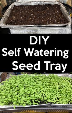 two trays filled with seed plants and the words diy self watering seed tray