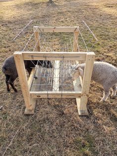 two sheep standing next to each other near a caged in animal pen on dry grass