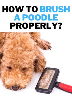 a brown dog laying on top of a white floor next to a brush and comb