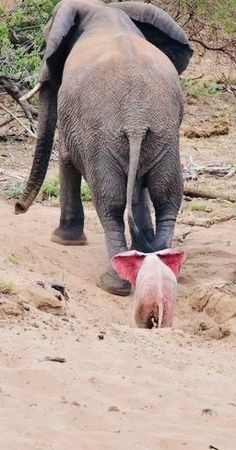 two elephants walking in the dirt with one pig looking at it's reflection on its face