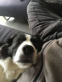 a black and white dog laying on top of a couch