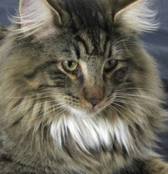 a long haired cat sitting on top of a table