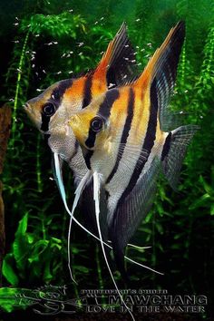 an orange and black striped fish swimming in the water next to green plants with white tipped tips