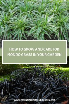 How To Grow And Care For Mondo Grass In Your Garden Mondo Grass Ideas Garden Paths, Mondo Grass Ideas, Black Mondo Grass Ideas, Mondo Grass Japanese Garden, Moss That Grows In Full Sun, Monkey Grass, Unique Outdoor Spaces