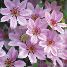 pink flowers with green leaves in the background