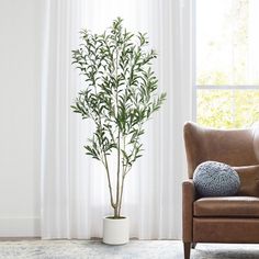 a living room with a chair and a potted plant on the floor in front of a window