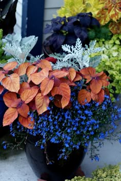 Garden Vines, Fine Gardening, Dusty Miller, Have Inspiration, Container Gardening Vegetables