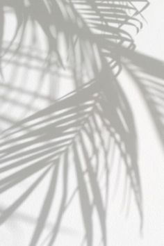 the shadow of a palm tree leaves on a white wall in front of a window