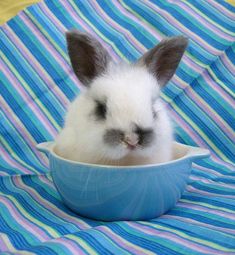 a small rabbit sitting in a bowl on top of a blue and white striped blanket