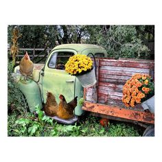 chickens and old pick up truck by garden