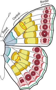 the structure of a butterfly's wings