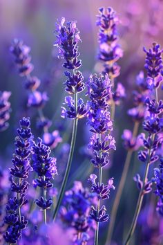 purple lavender flowers are blooming in the field