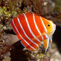 an orange and white striped fish in the water