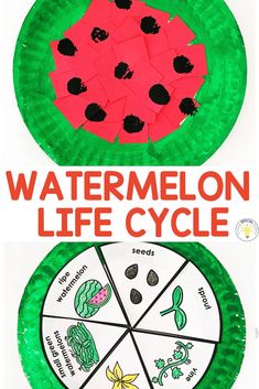 paper plate watermelon life cycle craft for kids to make with their own hands