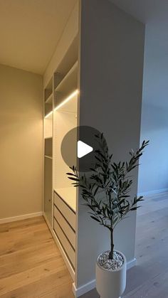 a potted plant sitting on top of a wooden floor next to a white wall