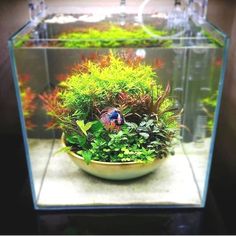 an aquarium filled with plants and fish in it