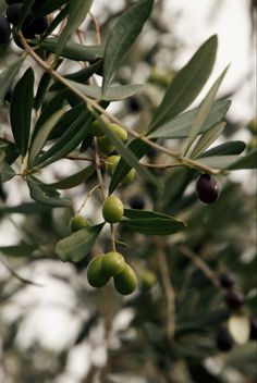 olives growing on an olive tree with leaves