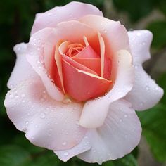 a pink rose with water droplets on it