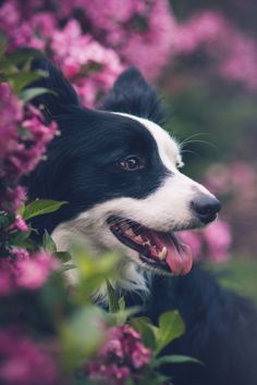 a black and white dog sticking its tongue out from behind some pink flowers in the bushes